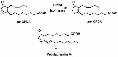 Plant and Animal Hormones