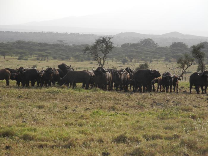 Tanzania Landscape