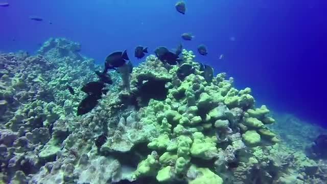 Diving Deep, WSU Researchers Find Wealth of Fish