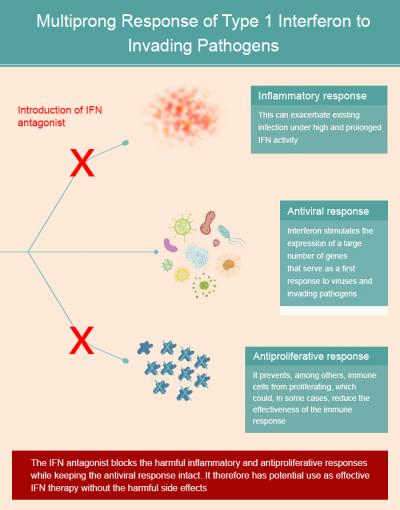 Multiprong Response of Type 1 Interferon to Invading Pathogens