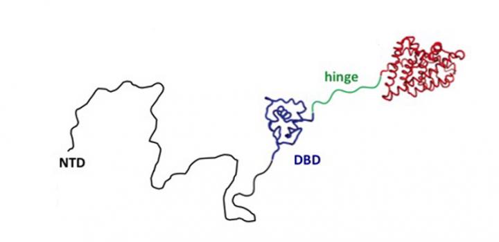 Androgen Receptor Structure