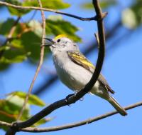 Rare Triple-Hybrid Warbler