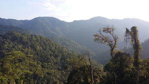 Tropical forests, SE Asia