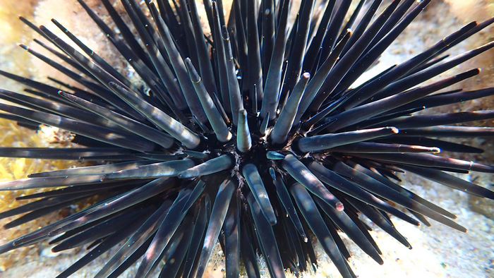 Marine life at Rottnest island
