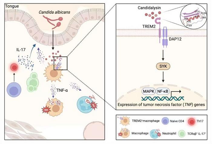 TREM2-Candidalysin-DAP12/Syk/NF-κB-TNF-α Axis