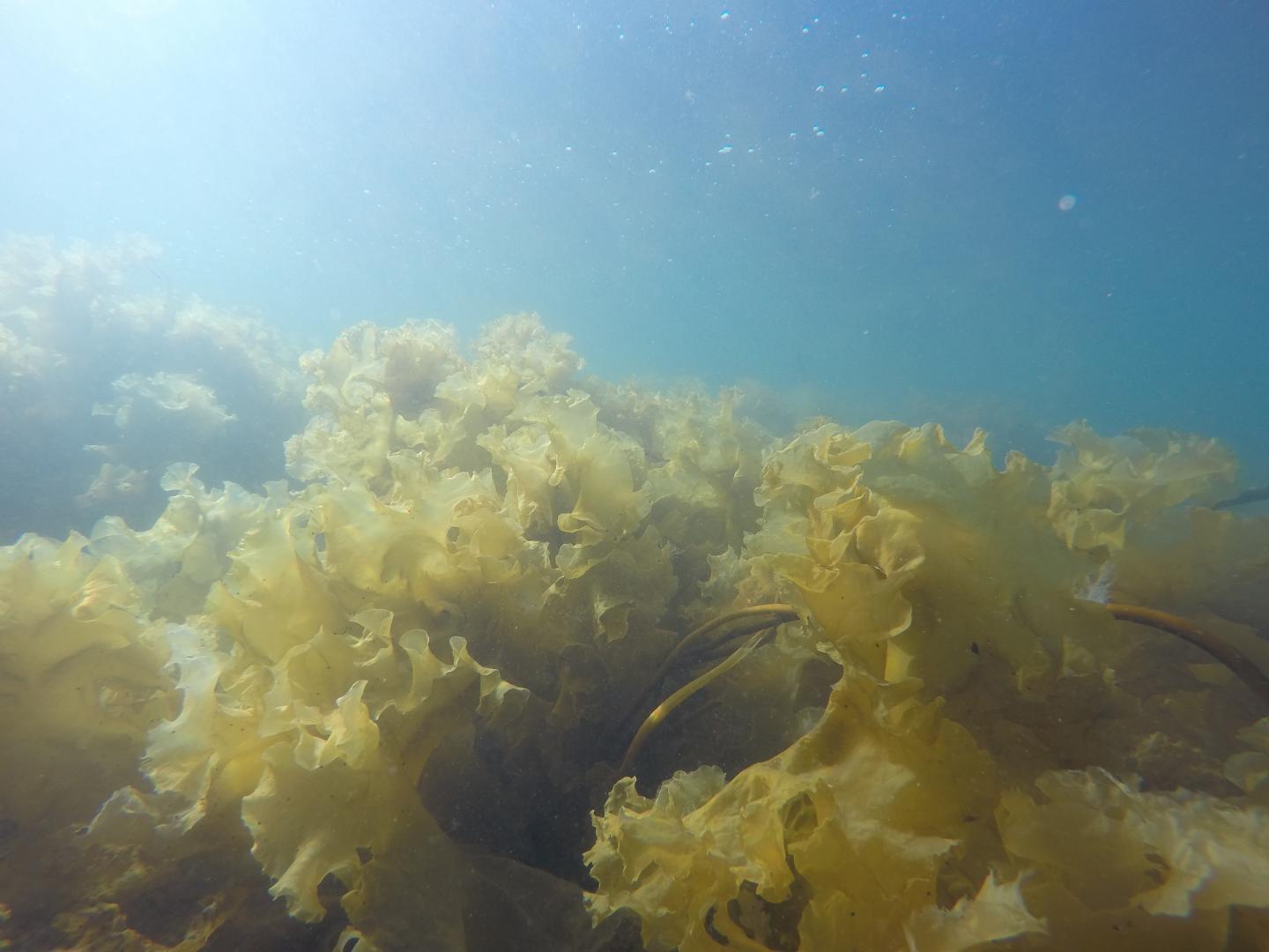 Long Exposure to Sunlight Helps Arctic Kelp Offset Ocean Acidity (3 of 7)