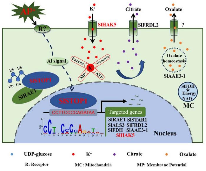A proposed model for possible roles of SlSTOP1-targeted genes in response to Al stress in tomato.