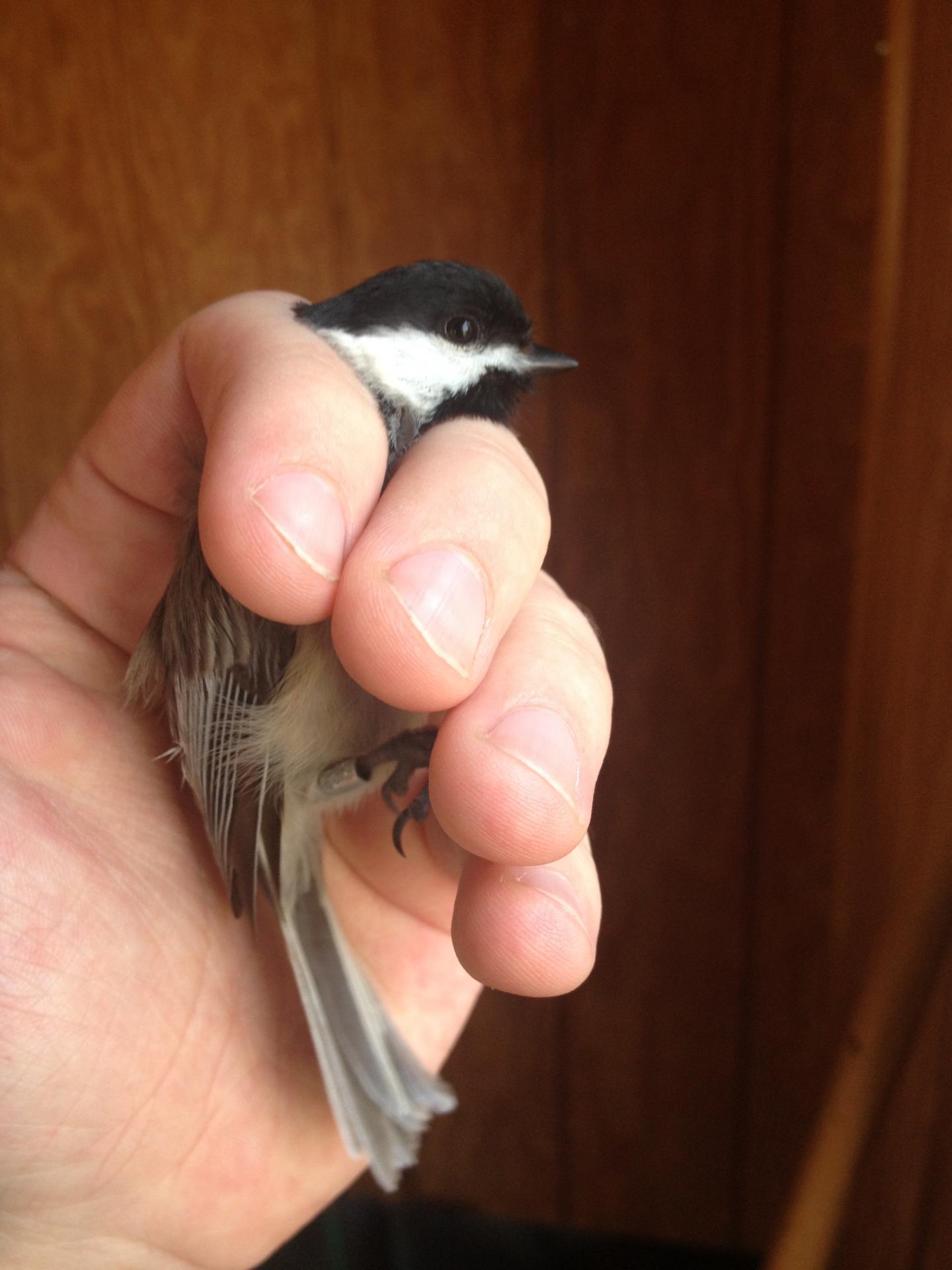 Carolina Chickadee