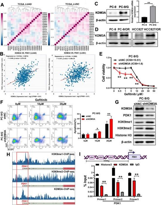 Histone demethylase KDM3A induced the expression levels of PDK1 via H3K9me1 and H3K9me2 demethylation.