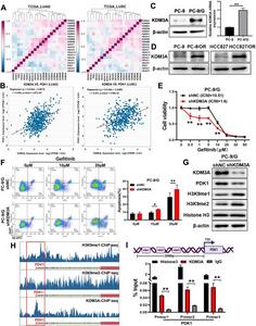 Histone demethylase KDM3A induced the expression levels of PDK1 via H3K9me1 and H3K9me2 demethylation.