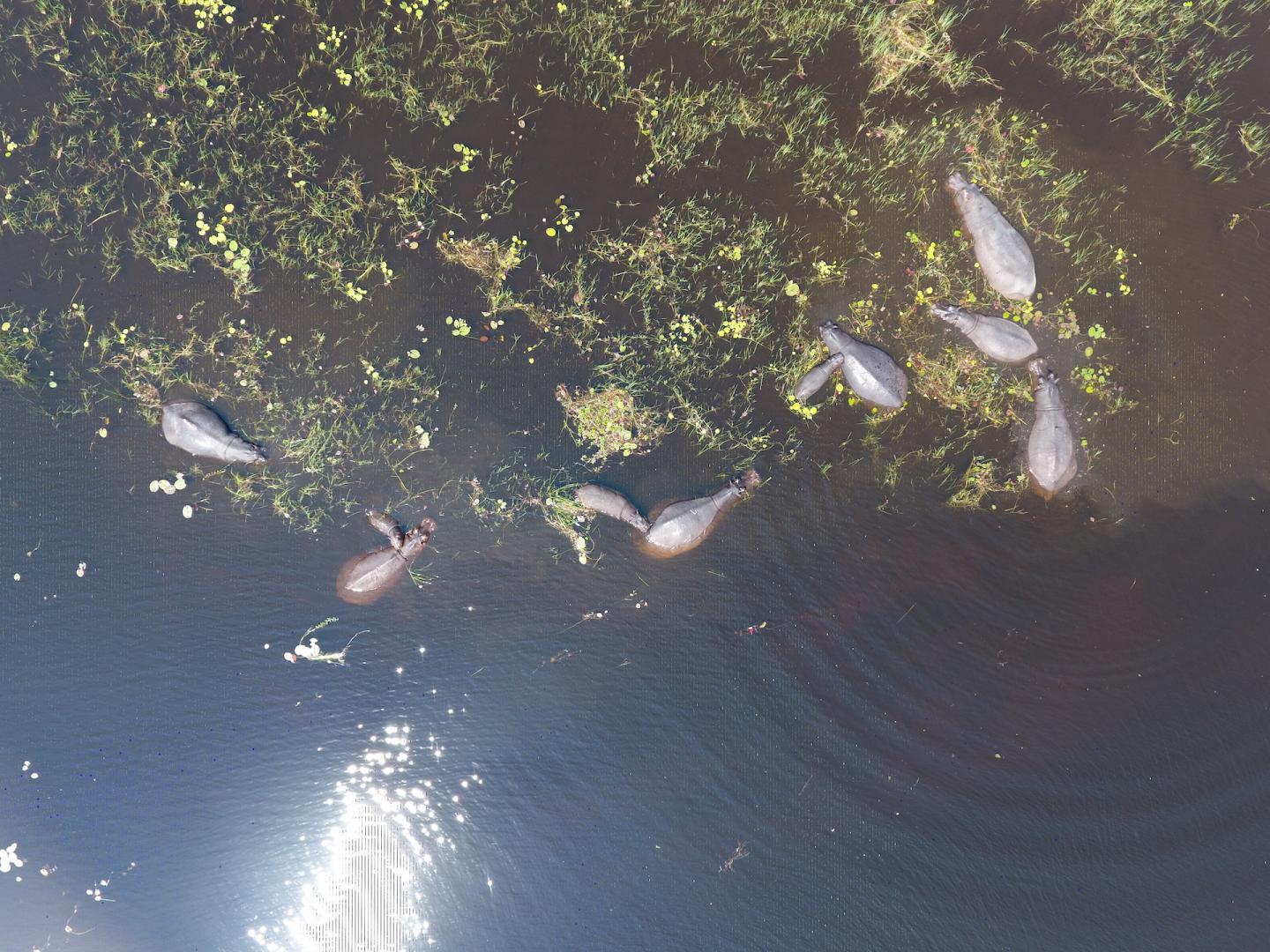Aerial Image of Hippos Taken from a Drone 1/2