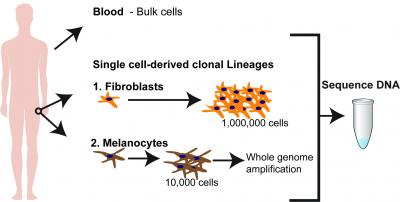 Even skin shielded from the sun accumulates genomic DNA changes from UV light