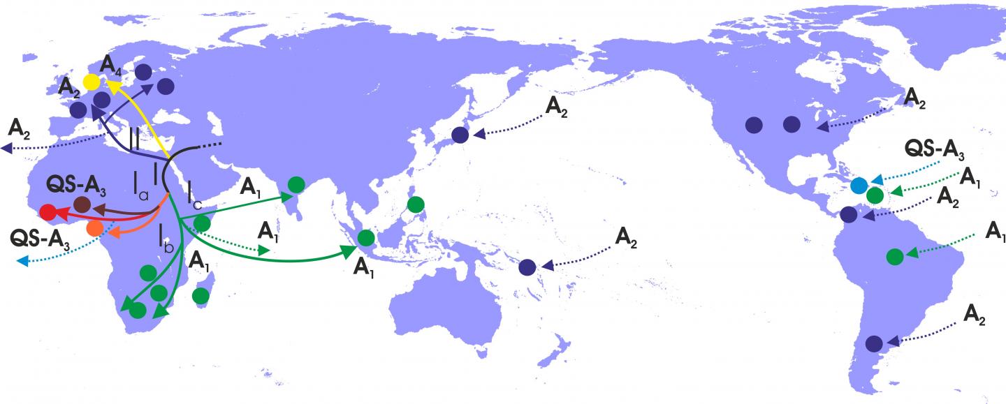 Global HBV-A Spread