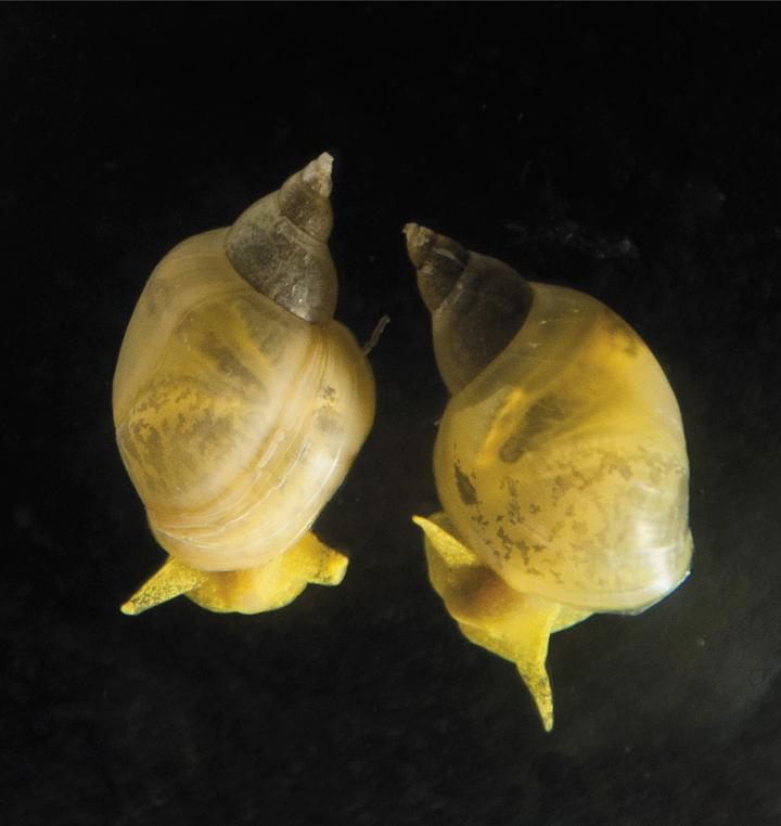 Snail Shell Coiling