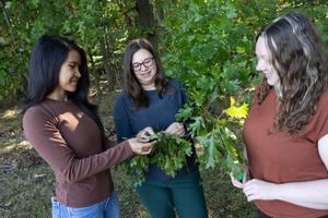 Binghamton scientists collecting oak galls
