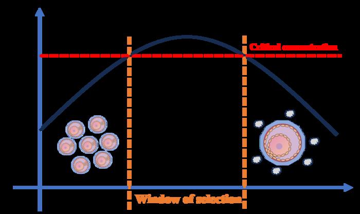 Graph of FSH levels during selection