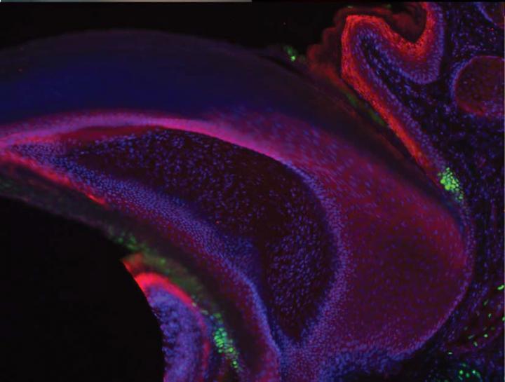 Stem Cells in a Mouse Nail