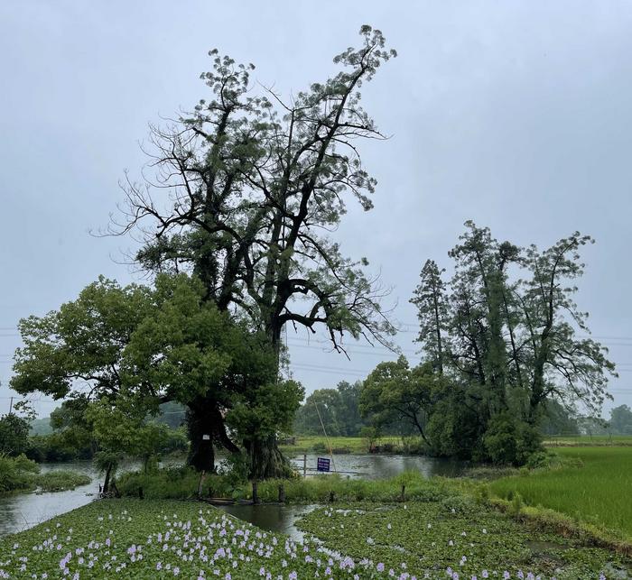 ancient Chinese swamp cypress trees showing poor growth in Shangrao, Jiangxi, China
