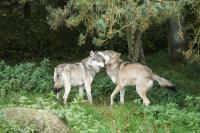 Wolves