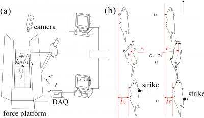 Experimental Setup and Method for Lateral Impact in Rats