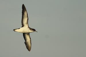 Manx shearwater 2