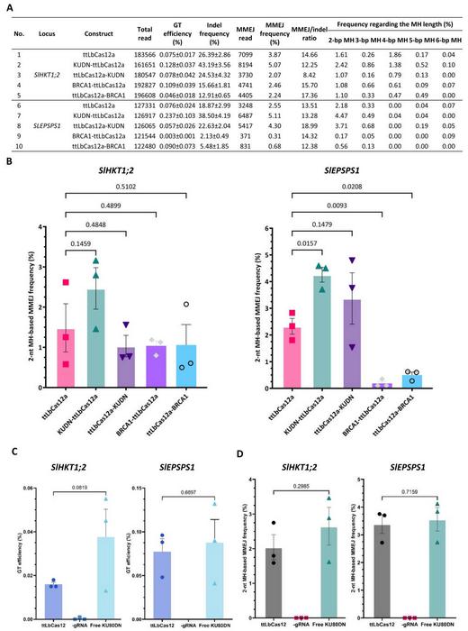 The impacts of KUDN and BRCA1 on the intramolecular MMEJ patterns at the SlHKT1;2 and SlEPSPS1 sites.