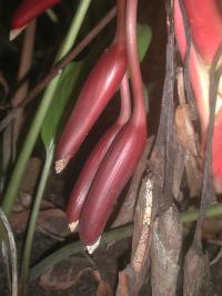 <I>Homalomena rubescens</I>