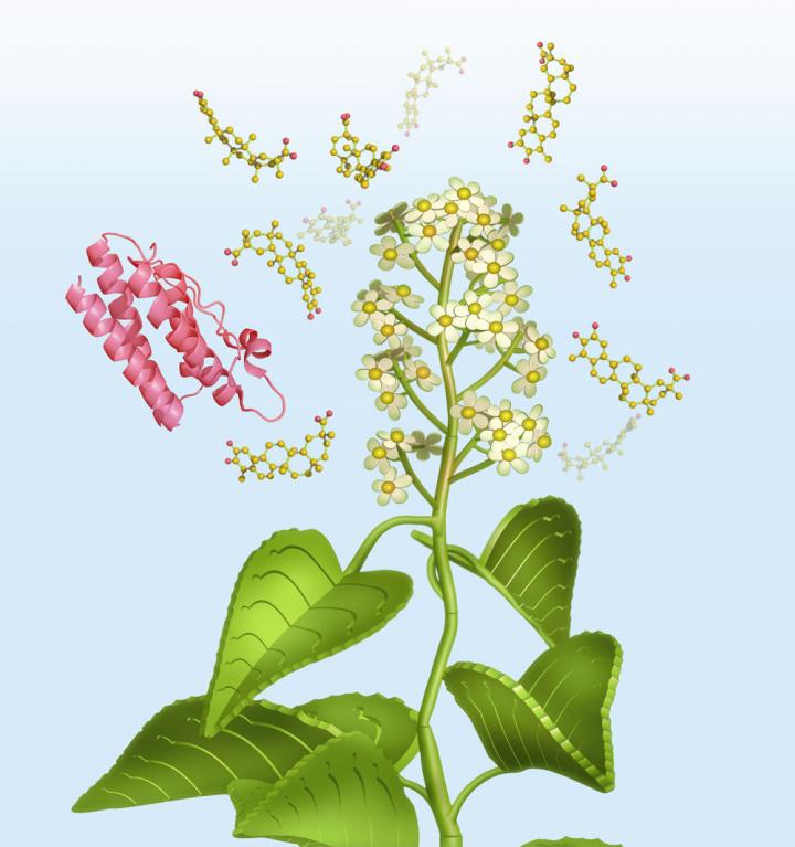 Leptin Sensitivity in Bloom