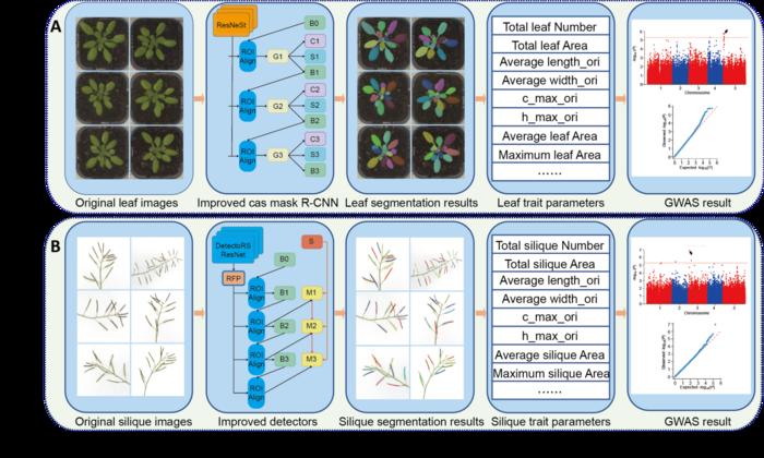 APTES: A high-throughput deep learning–based Arabidopsis phenotypic trait estimation system for individual leaves and siliques