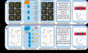 APTES: A high-throughput deep learning–based Arabidopsis phenotypic trait estimation system for individual leaves and siliques