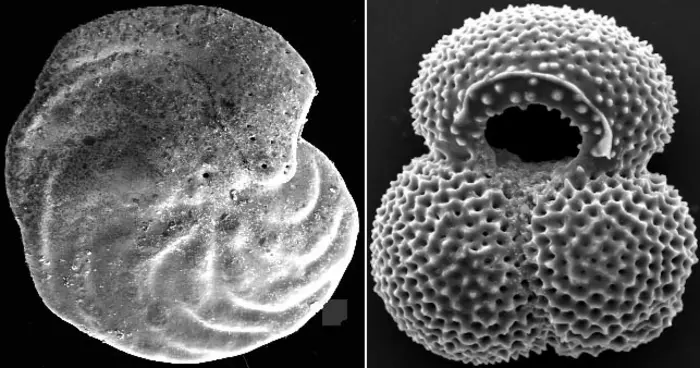 Sediments off Brazil’s Northeast coast reveal sudden changes in heat transport in the Atlantic