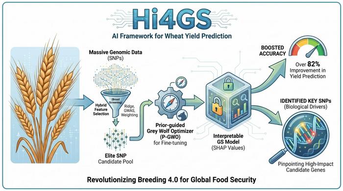 In The Crop Journal, researchers introduced Hi4GS, an AI-driven framework improving wheat yield prediction accuracy by 82%. Hi4GS streamlines SNP selection, employs intelligent optimization, and uncovers key genetic markers, enabling transparent genomic