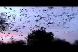 Bats Facing Regional Extinction From White-Nose Syndrome (2 of 9)