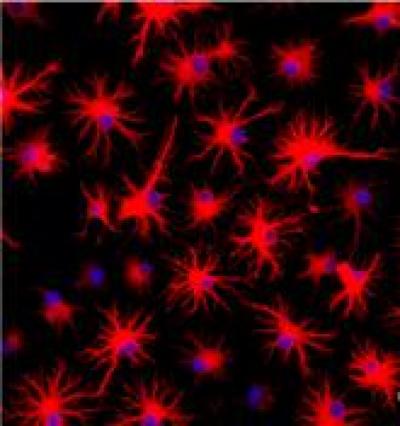 Immunofuorescence Image