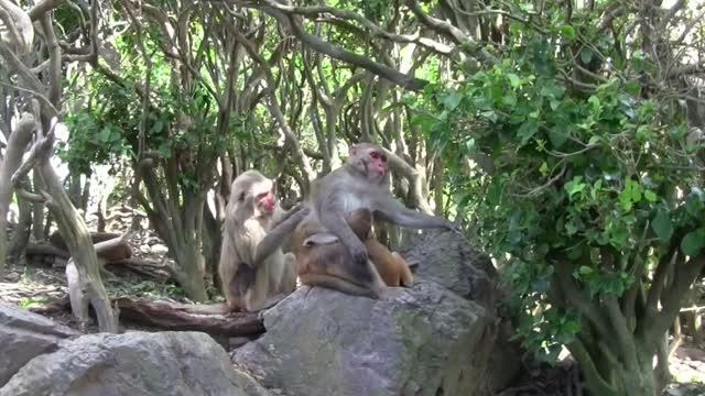 Social Status Affects the Immune System of Macaques (5 of 5) | EurekAlert!