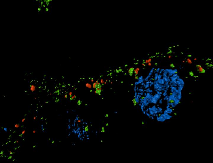 Cell Cycle Arrest and TASCC Formation