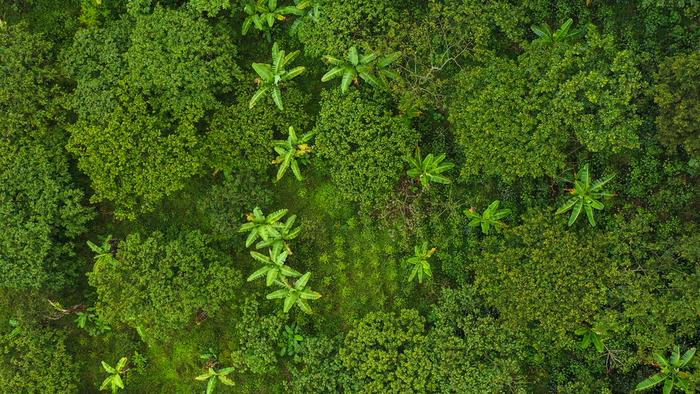 Aerial View of Shade-Grown Coffee Farm