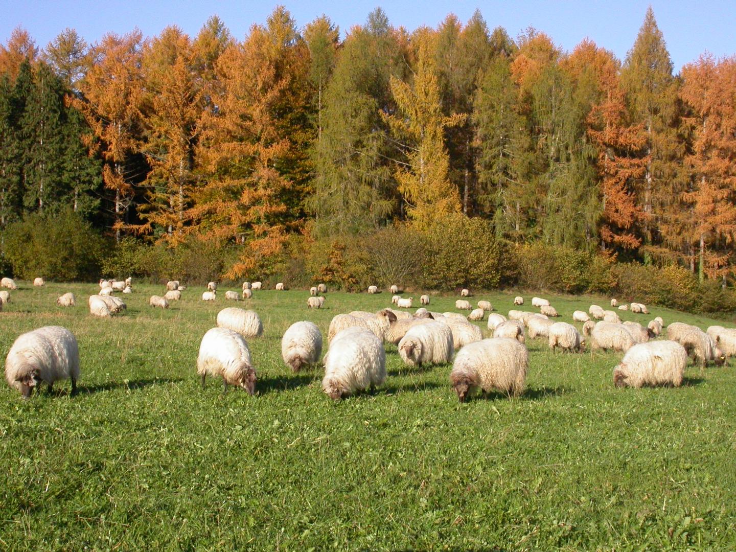 Grazing in Autumn