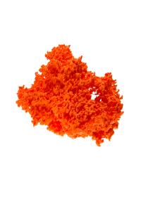 3-D-printed Astrocyte