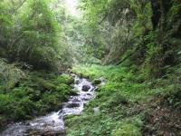Primary Forest