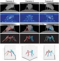 Different Poses of the Fruit Fly Drosophila melanogaster