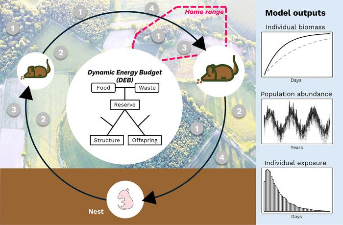 Overview diagram of the conceptual population model for APODEMUS.
