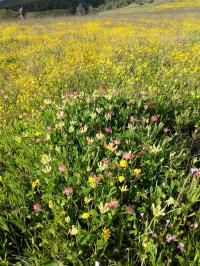 Annual-Dominated Grasslands at the Donald and Sylvia Mclaughlin University of California (2 of 3)