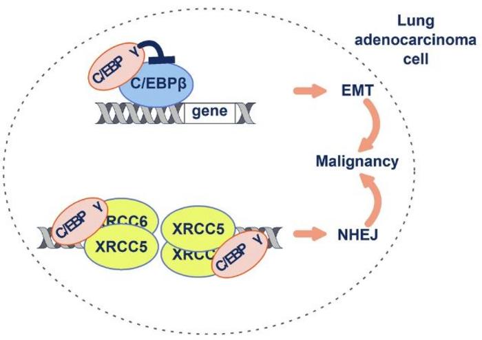 Figure. Mechanistic model of C/EBPγ-mediated EMT, DNA repair, and therapy resistance in lung adenocarcinoma