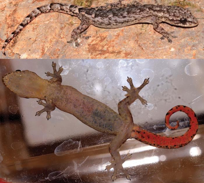 Adult male Hemiphyllodactylus pakhaensis