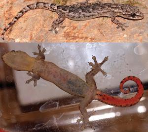 Adult male Hemiphyllodactylus pakhaensis