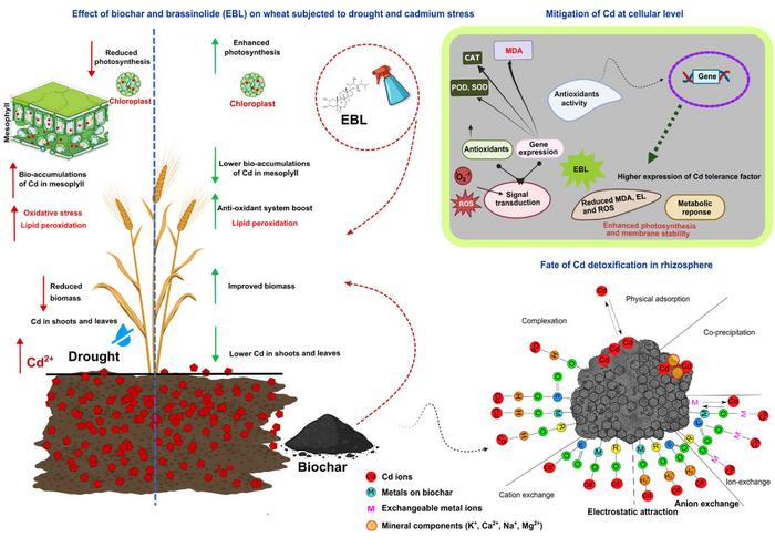 Enhancing bread wheat resilience to cadmium and drought stress: insights from physiological, morphological, and transcriptomic responses to biochar and 24-epibrassinolide application