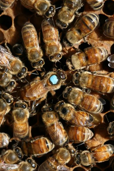 Insulin Signaling is Key to Becoming Queen