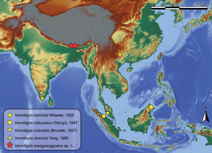 Distribution of Vermitigris spp. Question mark (?) indicates an unconfirmed record from India (Oldroyd 1947).