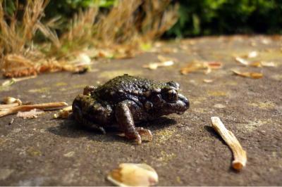 Midwife Toad